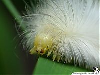 Fauna & Flora: caterpillar