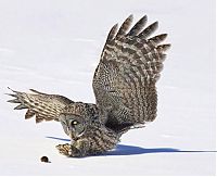 Fauna & Flora: owl hunting for a mouse