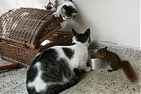 Fauna & Flora: squirrel and cat friends