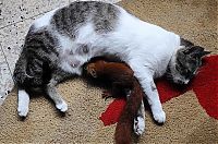 Fauna & Flora: squirrel and cat friends