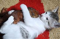 Fauna & Flora: squirrel and cat friends