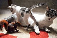 squirrel and cat friends