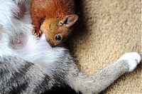 Fauna & Flora: squirrel and cat friends
