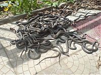 TopRq.com search results: snake orgy