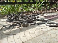 Fauna & Flora: snake orgy