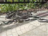 TopRq.com search results: snake orgy