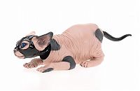 TopRq.com search results: BDSM cat