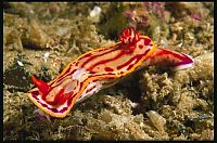 Fauna & Flora: beautiful sea slug