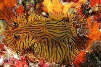 TopRq.com search results: beautiful sea slug