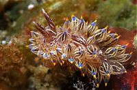 Fauna & Flora: beautiful sea slug