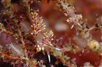 Fauna & Flora: beautiful sea slug