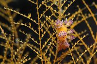 Fauna & Flora: beautiful sea slug