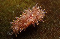 Fauna & Flora: beautiful sea slug