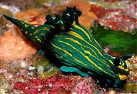 Fauna & Flora: beautiful sea slug