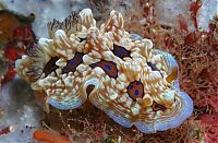 Fauna & Flora: beautiful sea slug