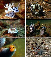 Fauna & Flora: beautiful sea slug