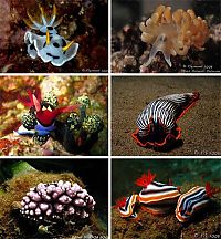 TopRq.com search results: beautiful sea slug