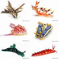 TopRq.com search results: beautiful sea slug