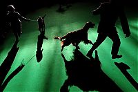 Fauna & Flora: 97587419DK052_DOGS_AND_OWNE