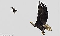 TopRq.com search results: eagle hunter