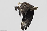 Fauna & Flora: eagle hunter