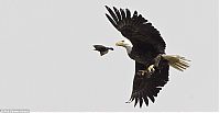 Fauna & Flora: eagle hunter