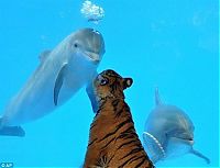 Fauna & Flora: dolphin and a tiger