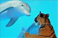 Fauna & Flora: dolphin and a tiger