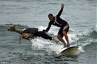 TopRq.com search results: surfing with the llama