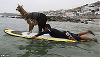 TopRq.com search results: surfing with the llama