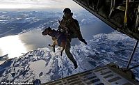 TopRq.com search results: dog parachutist