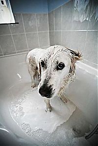 Fauna & Flora: bathing dog