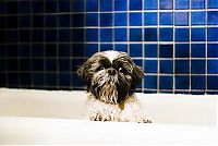 TopRq.com search results: bathing dog