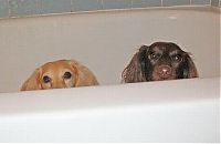 Fauna & Flora: bathing dog