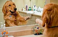 Fauna & Flora: bathing dog