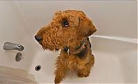 TopRq.com search results: bathing dog