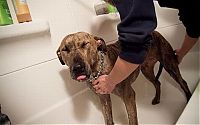 TopRq.com search results: bathing dog