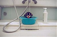 TopRq.com search results: bathing dog