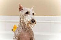 Fauna & Flora: bathing dog