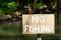 Fauna & Flora: Kingfisher by Joe Petersburger