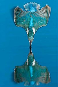 Fauna & Flora: Kingfisher by Joe Petersburger