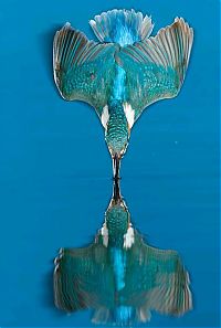 TopRq.com search results: Kingfisher by Joe Petersburger