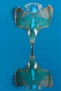 TopRq.com search results: Kingfisher by Joe Petersburger