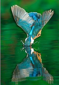 Fauna & Flora: Kingfisher by Joe Petersburger