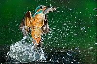 Fauna & Flora: Kingfisher by Joe Petersburger