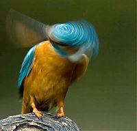 Fauna & Flora: Kingfisher by Joe Petersburger