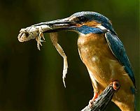 Fauna & Flora: Kingfisher by Joe Petersburger