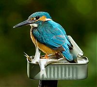 TopRq.com search results: Kingfisher by Joe Petersburger