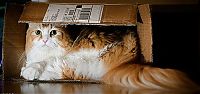 Fauna & Flora: hiding cat