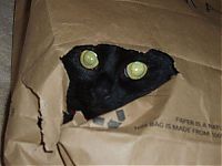 Fauna & Flora: hiding cat